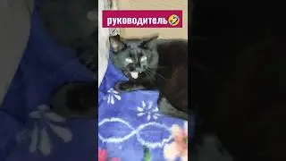 Ночка #прикольнаяозвучка