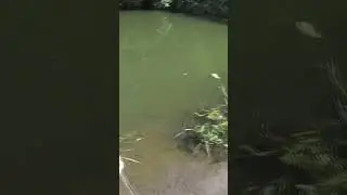Кастинговая сеть рыбалка! Ого сколько плотвы за один заброс!