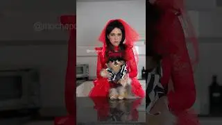 Cute Pomeranian Performs the Thriller Dance 💃🏻 
