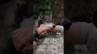 Он доверился человеку... и обрёл семью 😥😱