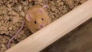 Archie is just too cute :)