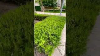 РОЗМАРИН Є КРУГОМ 🤗🌱