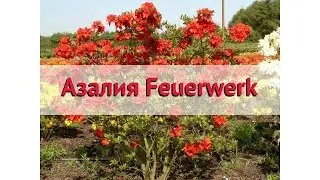 Азалия обыкновенная Фейерверк 🌿 Обзор: посадка и уход. саженцы азалии: описание и особенности