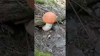 подосиновик