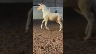 Horse has a blast playing with an inflatable unicorn gift!