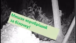 Мишак хоробріший за білочку. #природаукраїни #дикаприрода #лелекагрицько