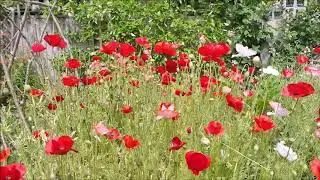 Poppies in The Cottage Garden