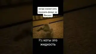 Кот показал фокус 