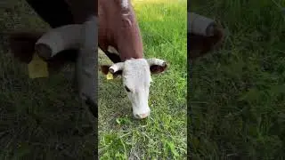 Кто обслуживает электропастух 