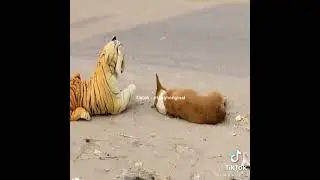 ТИГР ПРАНК над собакой / ЛУЧШИЕ ПРИКОЛЫ😂🔥
