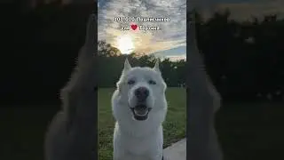 День 24-й🤘Челлендж!😃100,000 Подписчиков для❤️Тортика 