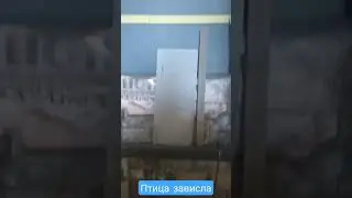хищник и воробей