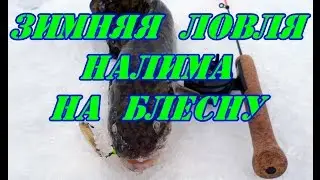 Зимняя ловля налима на блесну.