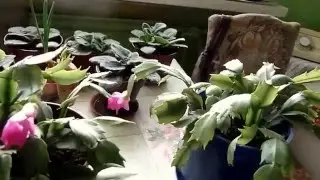 Бабушка Лида показывает фиалки и саженцы огурцов
