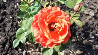 ТРОЯНДА ЕЛЬ ТОРО (THE ROSE OF EL TORO) 2024 РОКУ ТРОЯНДА МОГО САДУ