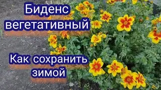 Биденс вегетативный. Черенкую для зимнего сохранения.