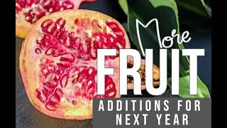 Five fruit varieties I'm adding to my orchard next season