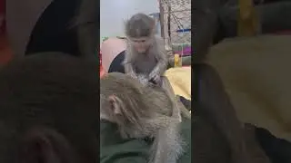 Массаж для Ники от Луны😁👍