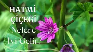 BRONŞİTE İYİ GELEN BİTKİ | HATMİ ÇİÇEĞİ