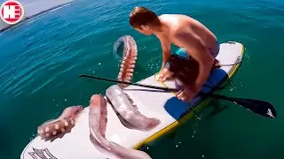 Amazing Moments with Animals That We Managed to Capture on Camera
