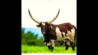 Ankole cattle of Uganda