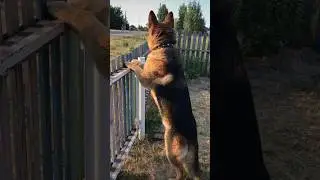 #немецкаяовчарка ждёт с работы хозяина