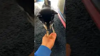 Shiba Inu surprise treats #treats