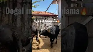 Doğal inek tohumlama nasıl yapılır ? 