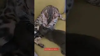 #котята #бенгальскаякошка #бурманскаякошка