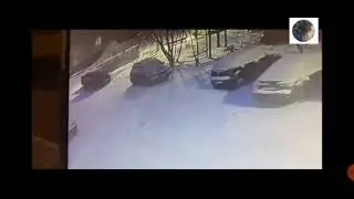 Начало зимы волк вырвал мопса у хозяйки и загрыз,волки выходят из леса