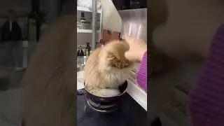 Sitting in the pan, curious cat watches boiling water in Anhui, China