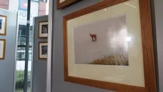 Fotografie natury Pawła Smolika w jaworznickiej bibliotece