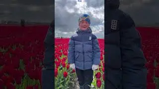 Море красных тюльпанов на поле Eickenhof в Vordorf 🇩🇪в Германии 