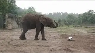 Nellie the elephant said goodbye to Italy