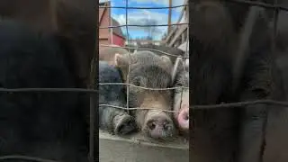 Pigs!