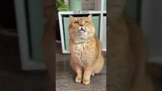 #кот