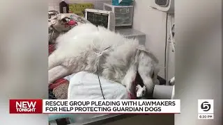 Rescue group pleading with lawmakers for help protecting guardian dogs