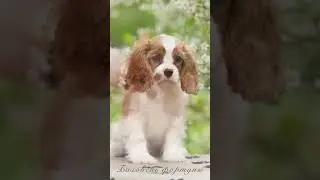 📞+7 (964) 583-20-22 ПРОДАЮТСЯ 🐶🥎 ЧЕТЫРЕ МАЛЬЧИКА 🥎🐶 КАВАЛЕР КИНГ ЧАРЛЬЗ СПАНИЕЛЬ. Документы РКФ.
