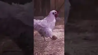 footballing chicken || master chicken 🐔