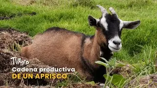 Cadena productiva de un aprisco- TvAgro por Juan Gonzalo Angel Restrepo