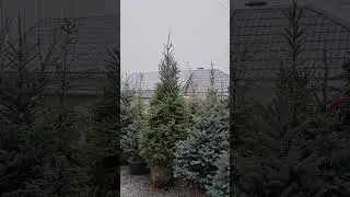 Купить Елку в Воронеже Доставка Посадка 