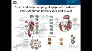 The NIH Roadmap Epigenomics Program - Kim McAllister