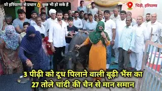 3 पीढ़ी को दूध पिलाने वाली बूढ़ी भैंस का 27 तोले चांदी की चैन से मान समान / Vicky Dalal Chidi