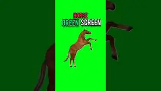 Horse animation green screen video