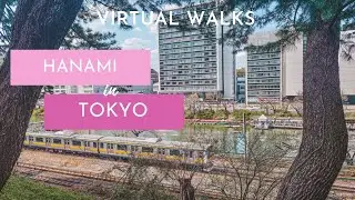 Enjoying a Hanami Walk in Tokyo + Train Spotting