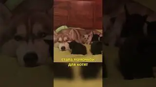 🐕Хаски Спасла и Приютила Котят🐱