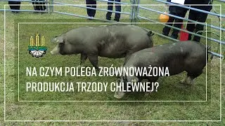 Na czym polega zrównoważona produkcja  trzody chlewnej?