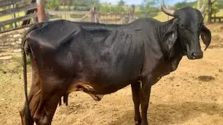 Heifer Fantasia is sick - BOVINE EIMERIOSIS