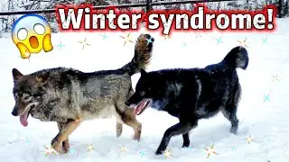 Wolf wedding! / Волчья свадьба! 