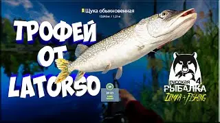 Русская рыбалка 4. 🎣 ЩУКА 🐬 ТРОФЕЙ от LATORSO на ЖИВЦА...👀